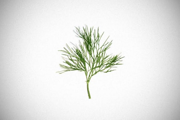 dill