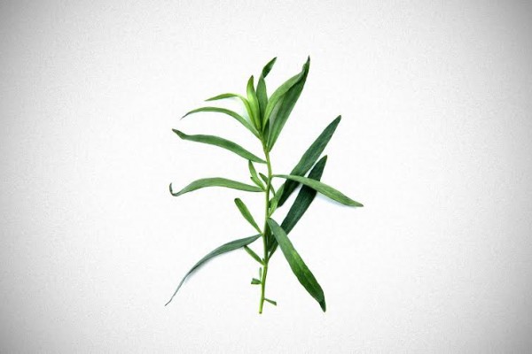 tarragon