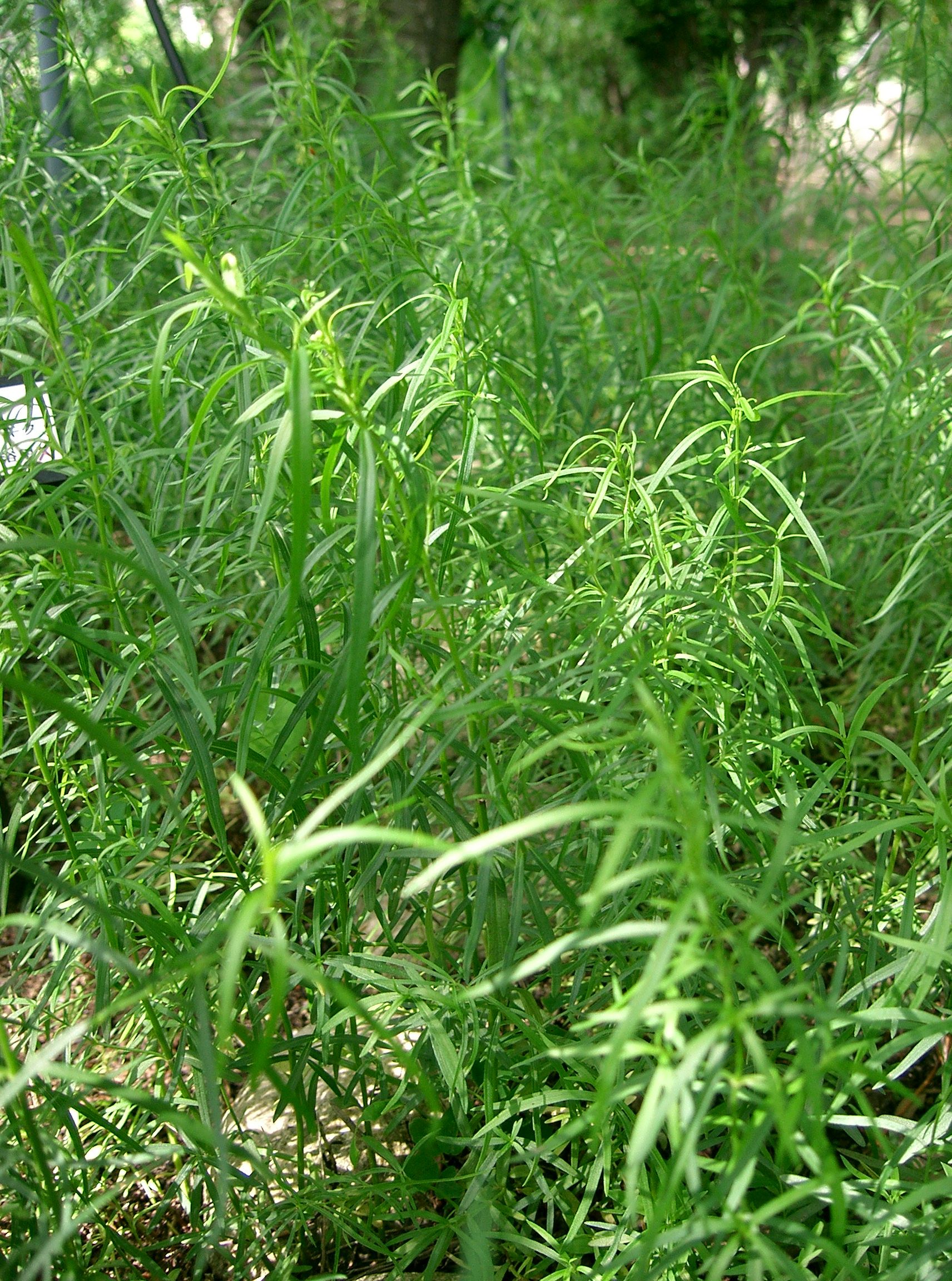 Сильно пахнущие травы. Тархун эстрагон. Полынь Тархун. Эстрагон (Artemisia dracunculus). Эстрагон (Artemisia dracunculus l.).